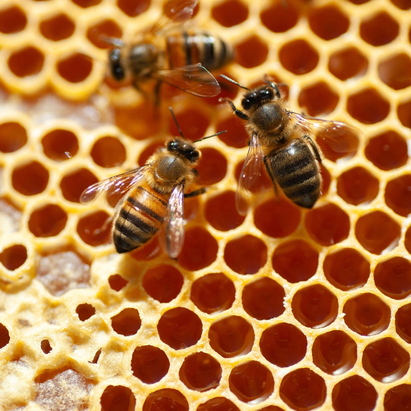 A close-up of three honeybees walking on a honeycomb from a beehive.